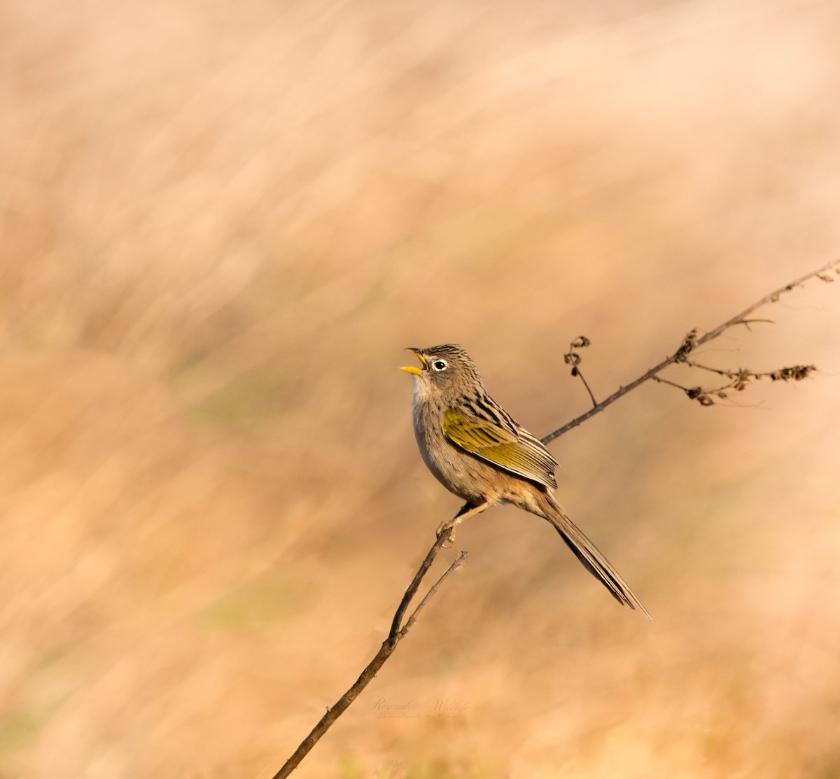 Wedge-tailed Grass-Finch - ML620069705