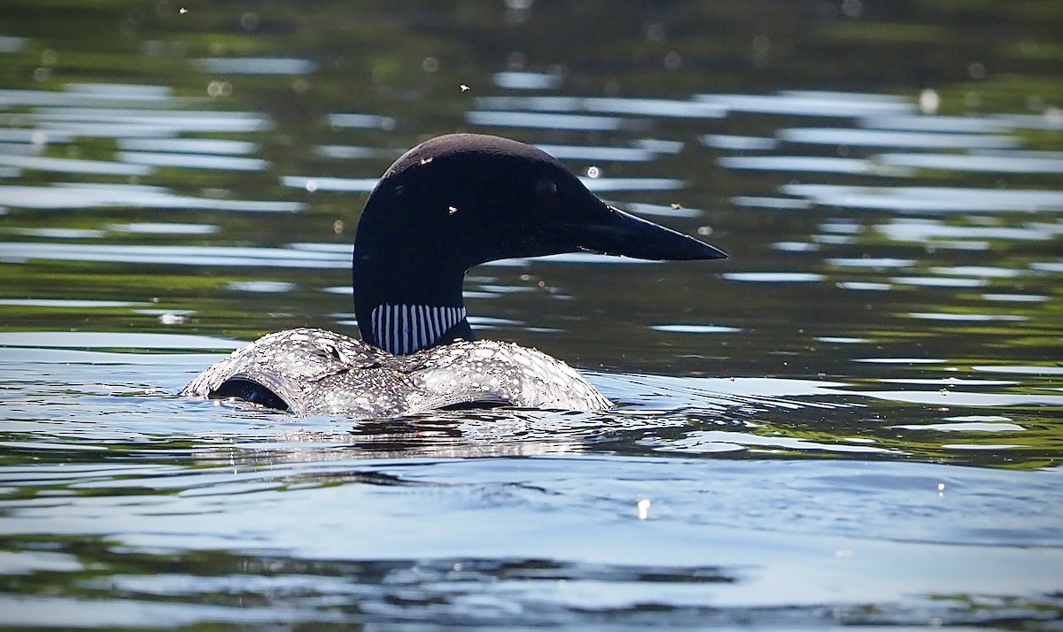 Common Loon - ML620069709