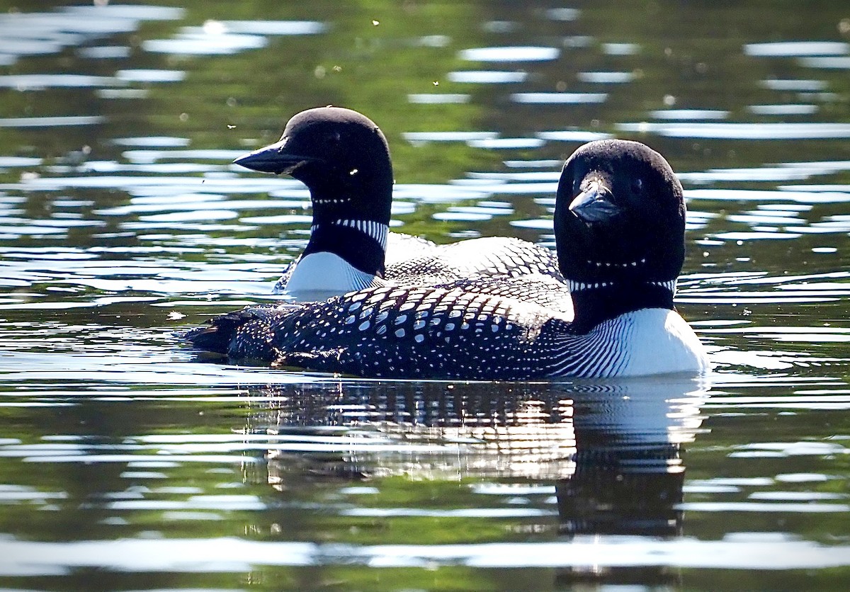 Plongeon huard - ML620069710