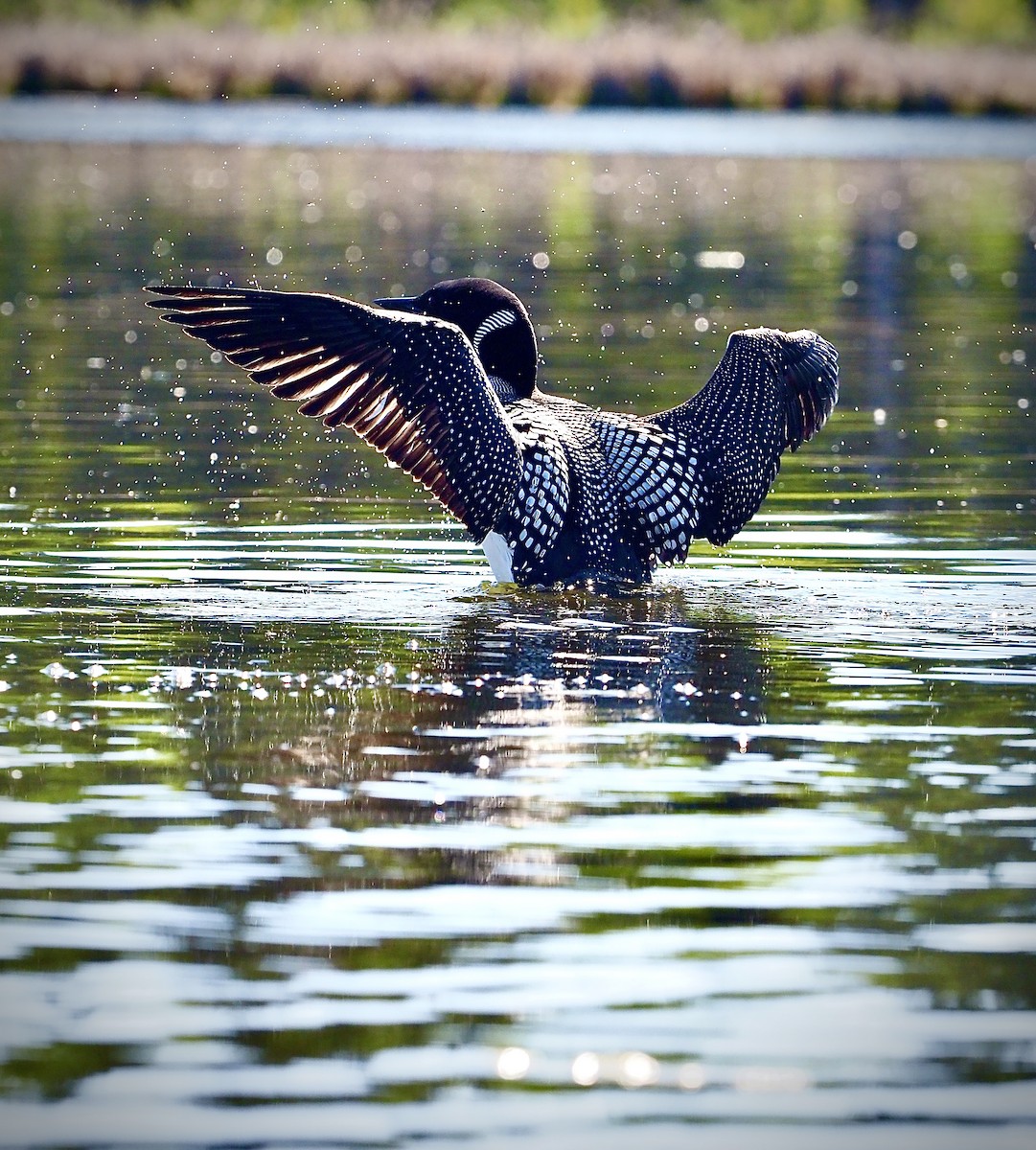 Plongeon huard - ML620069711