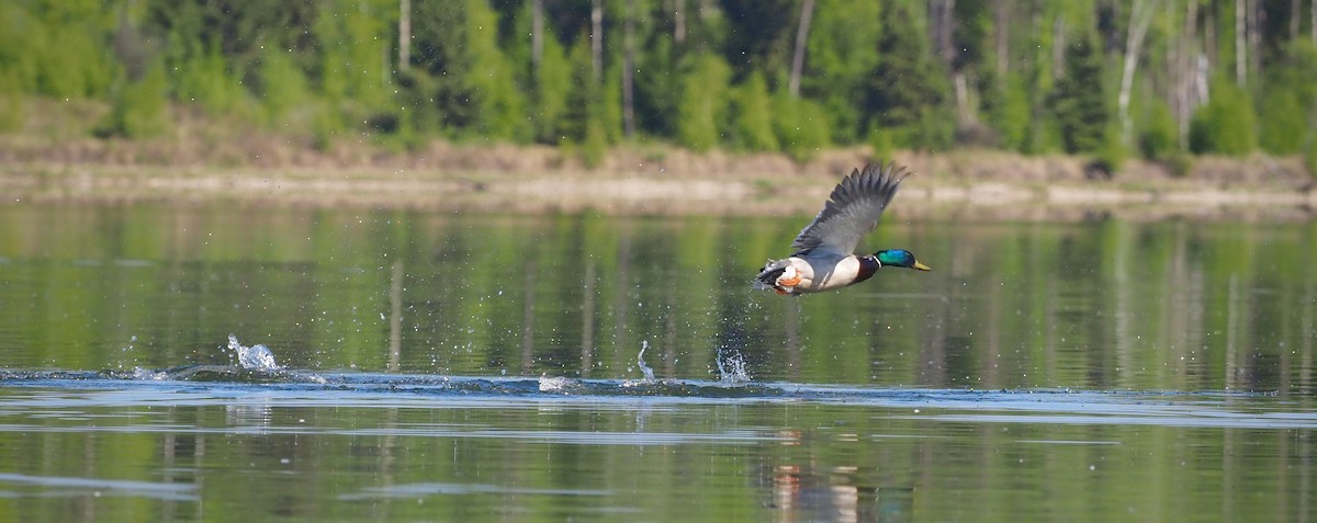 Canard colvert - ML620069732