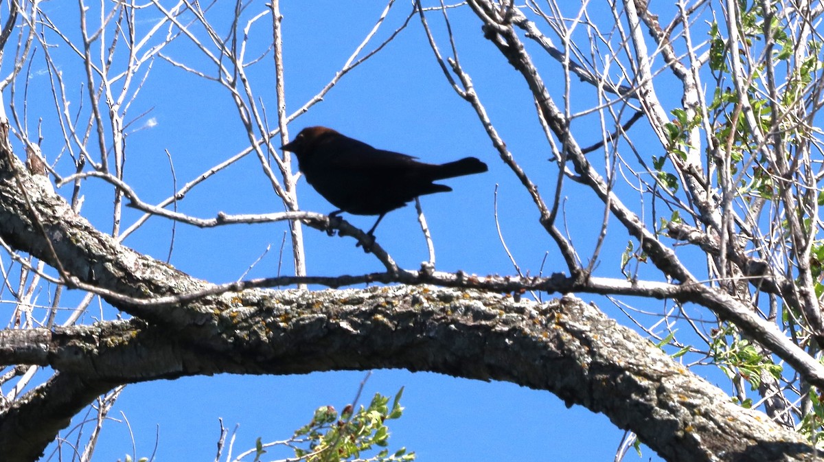 Brown-headed Cowbird - ML620069735