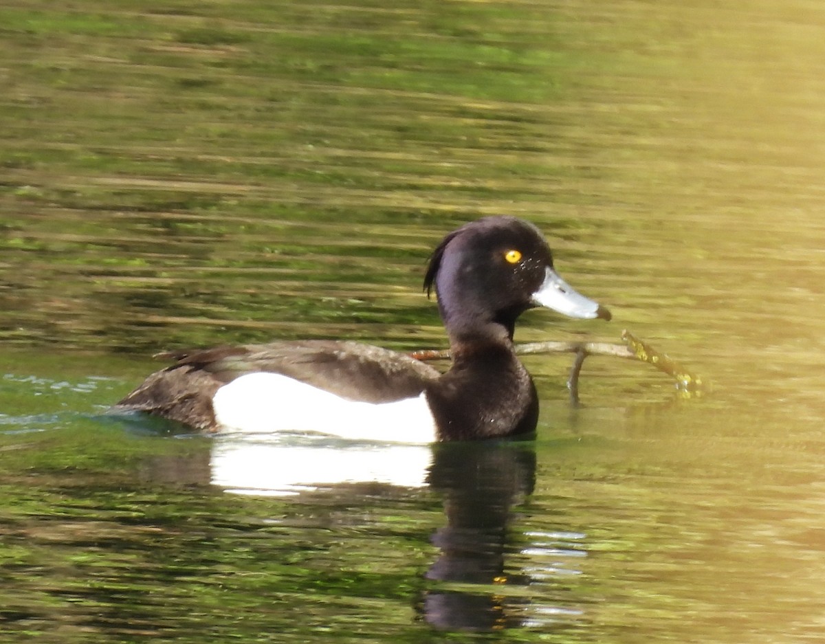 Tufted Duck - ML620069736