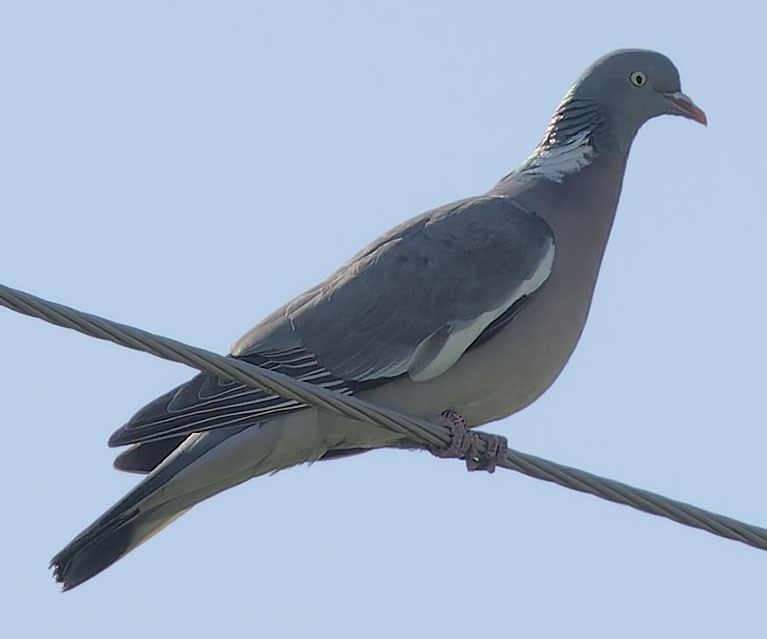 Common Wood-Pigeon - ML620069774