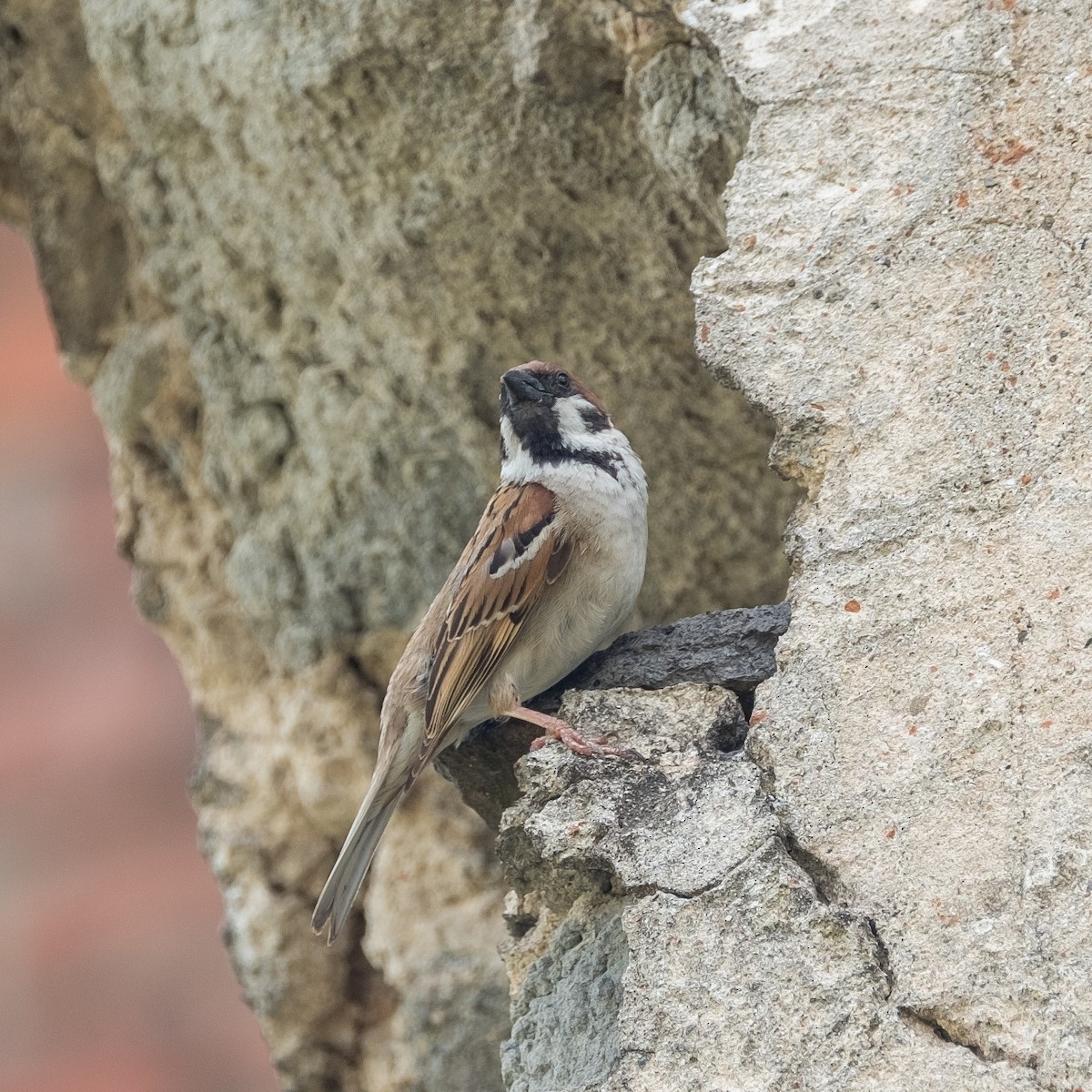 Eurasian Tree Sparrow - ML620069785