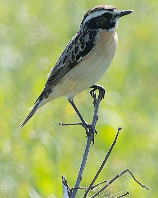 Whinchat - ML620069786