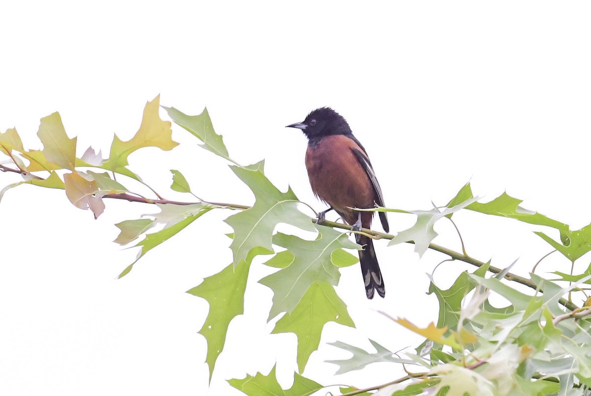 Orchard Oriole - ML620069826