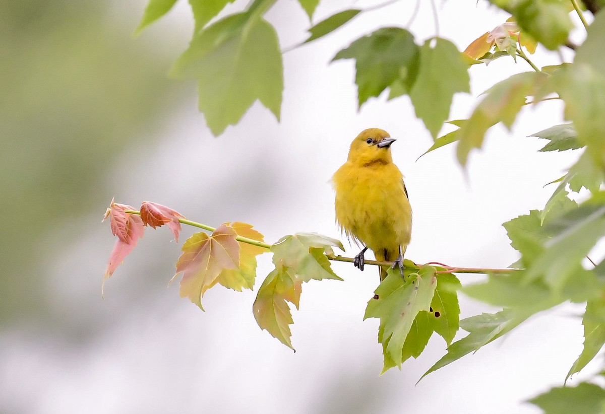 Oriole des vergers - ML620069827