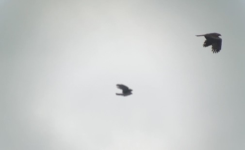 Black Kite - ML620069841