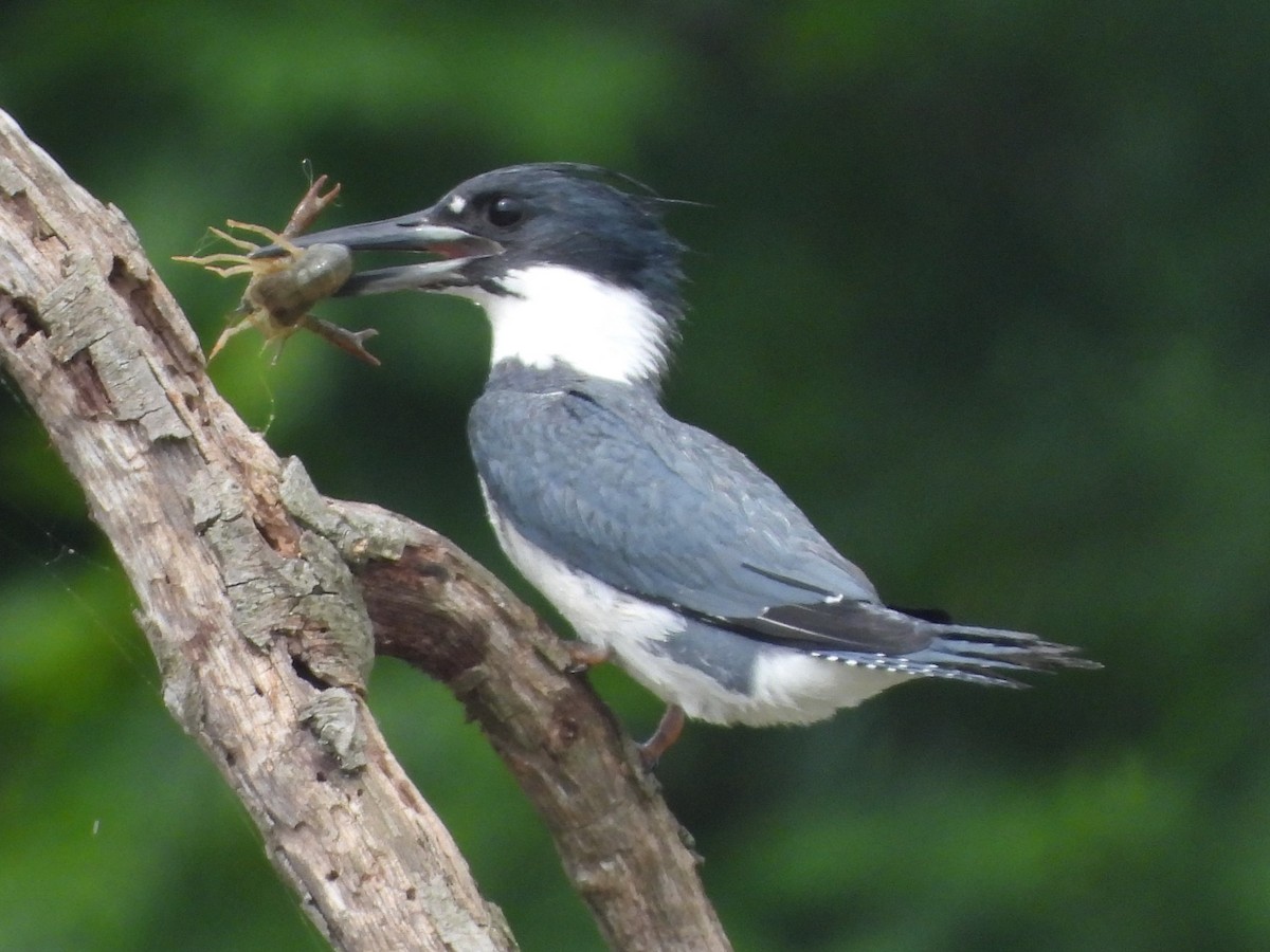 Belted Kingfisher - ML620069842