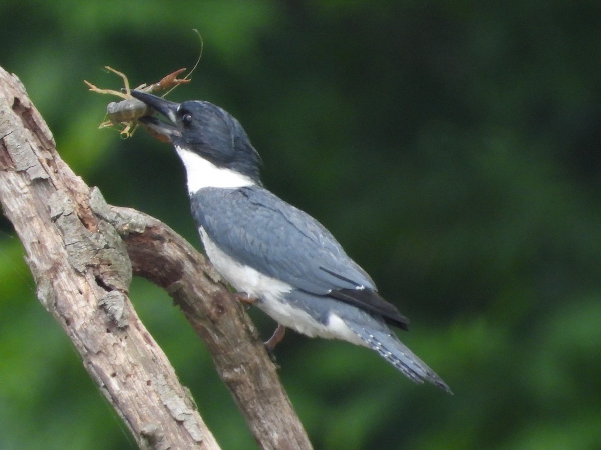 Belted Kingfisher - ML620069843
