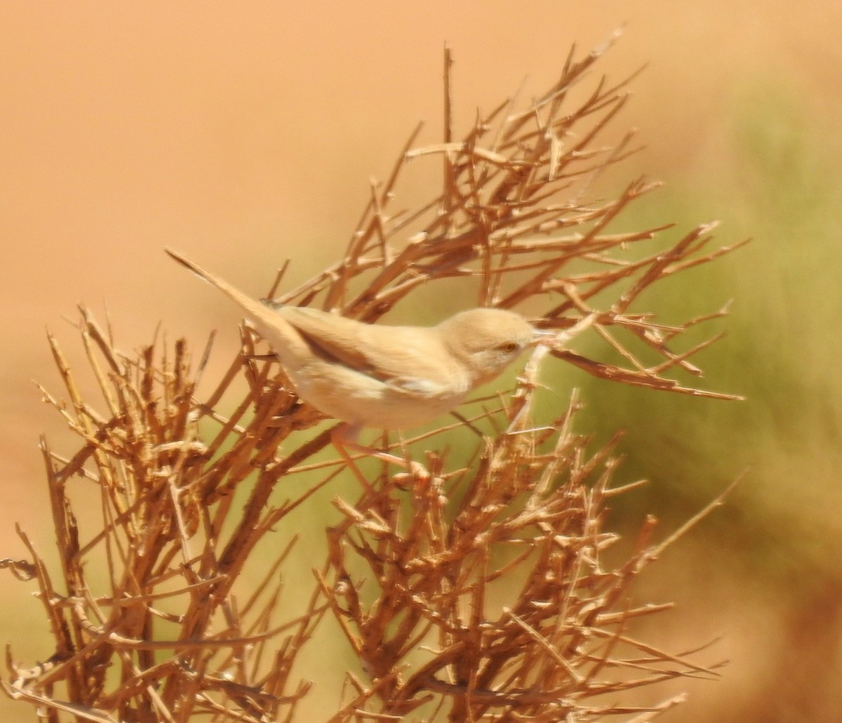 African Desert Warbler - ML620069859