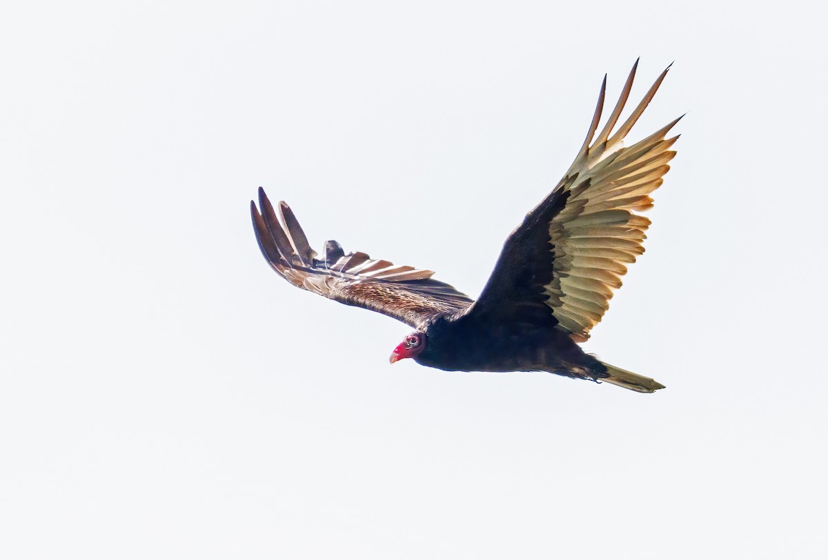 Turkey Vulture - ML620069871