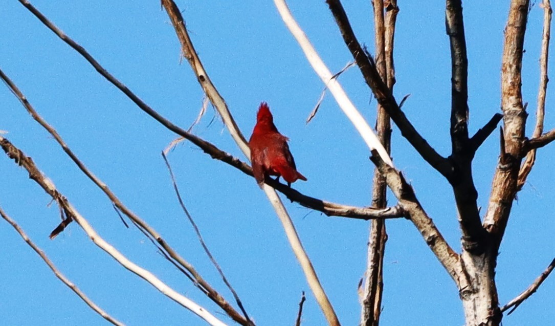 Northern Cardinal - ML620069883