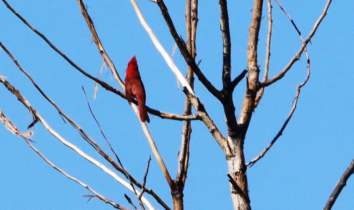 Cardinal rouge - ML620069884