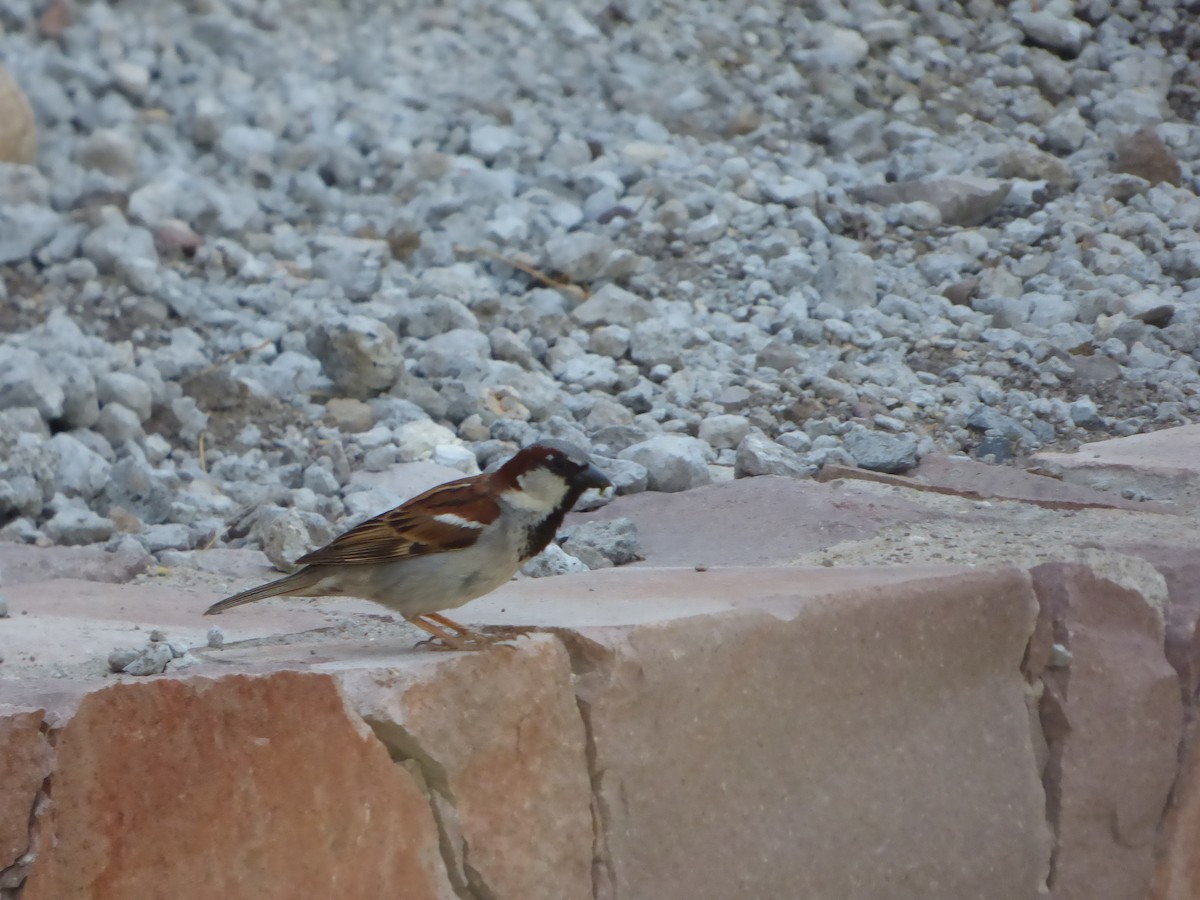 House Sparrow - ML620069909
