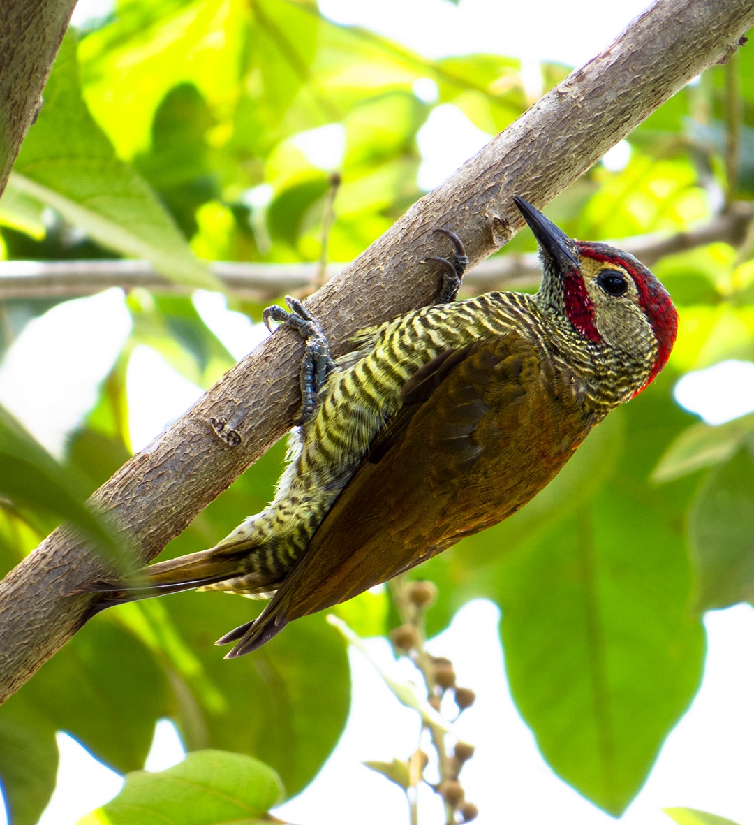 Golden-olive Woodpecker - ML620069913