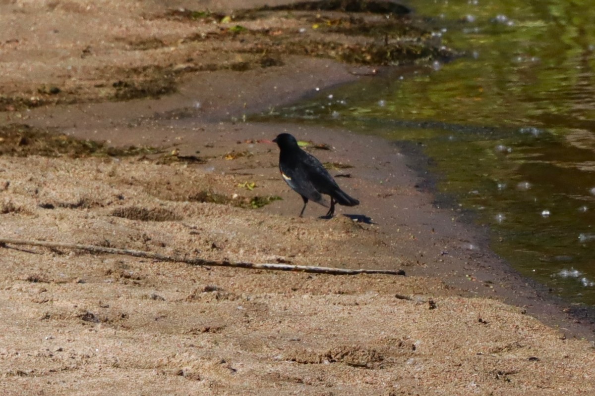 Red-winged Blackbird - ML620069928