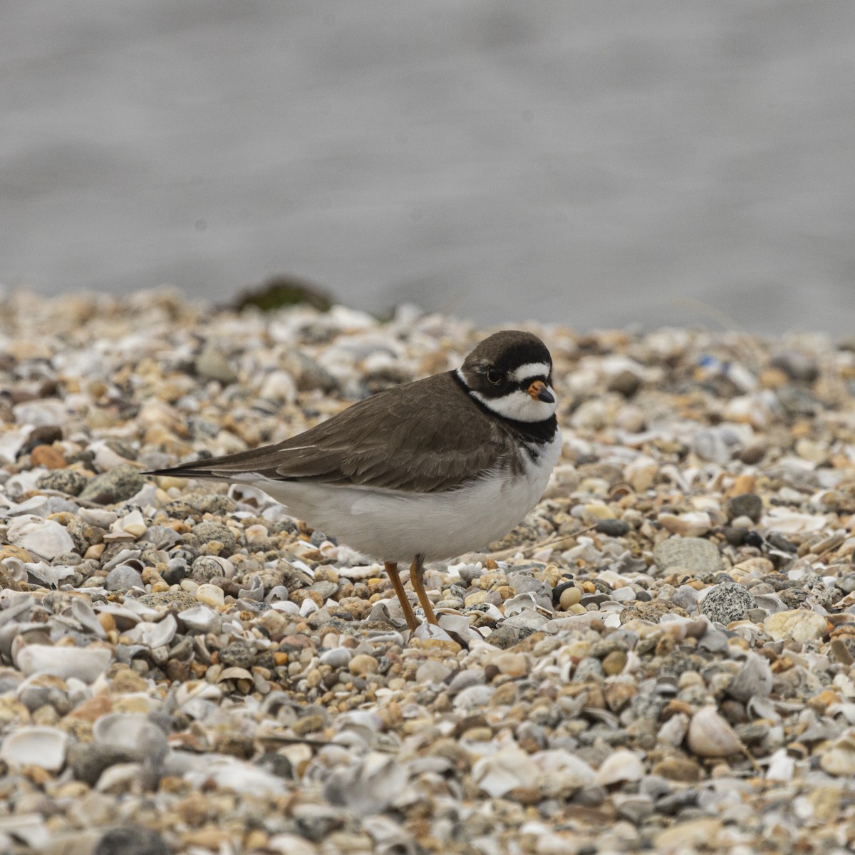 Semipalmated Plover - ML620069952