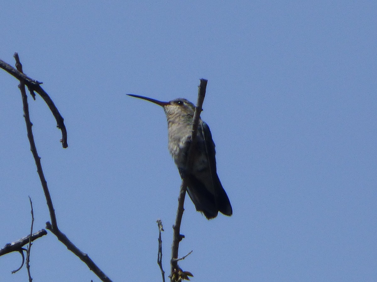 Broad-billed Hummingbird - ML620069953