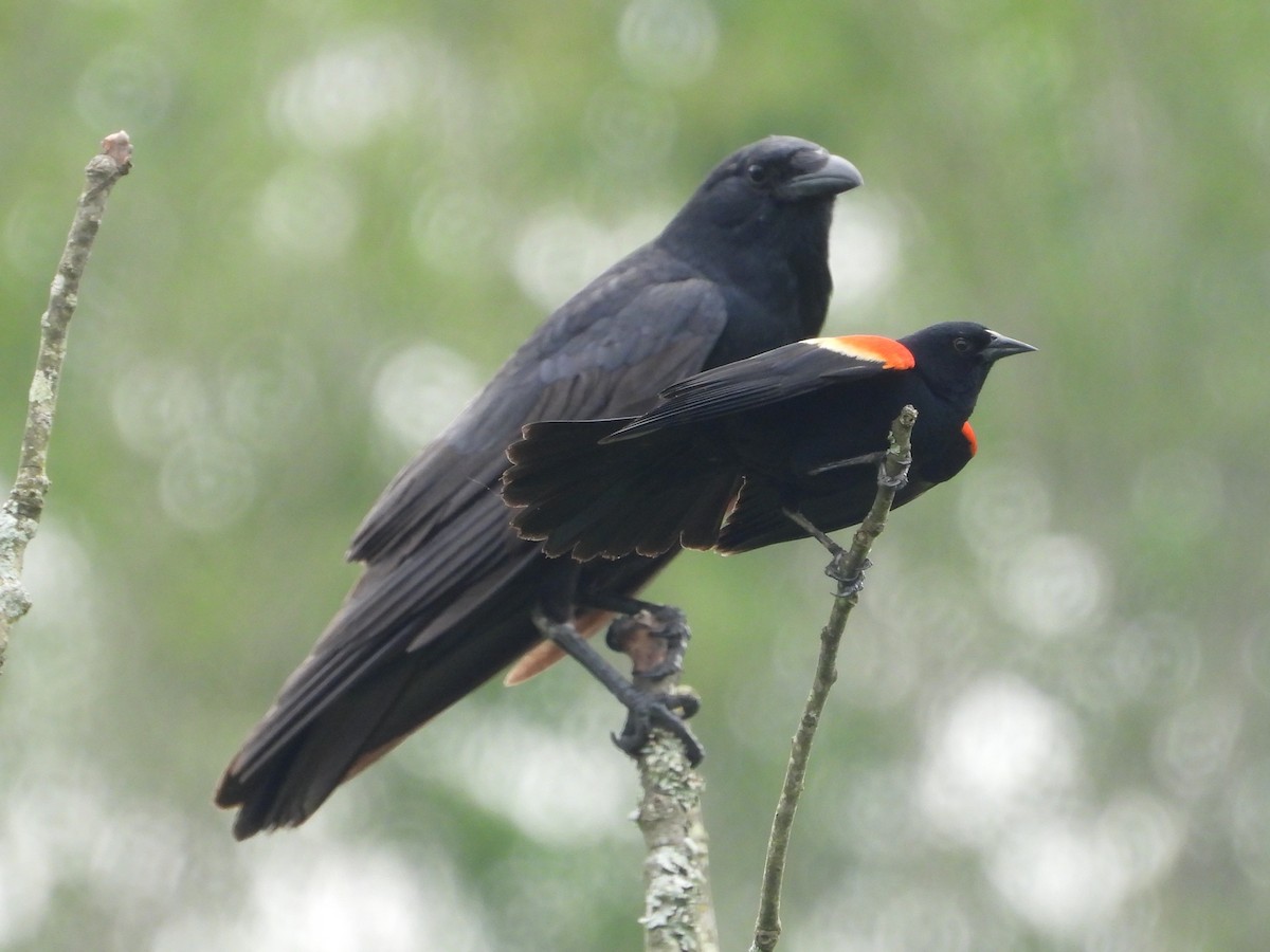 Red-winged Blackbird - ML620069973