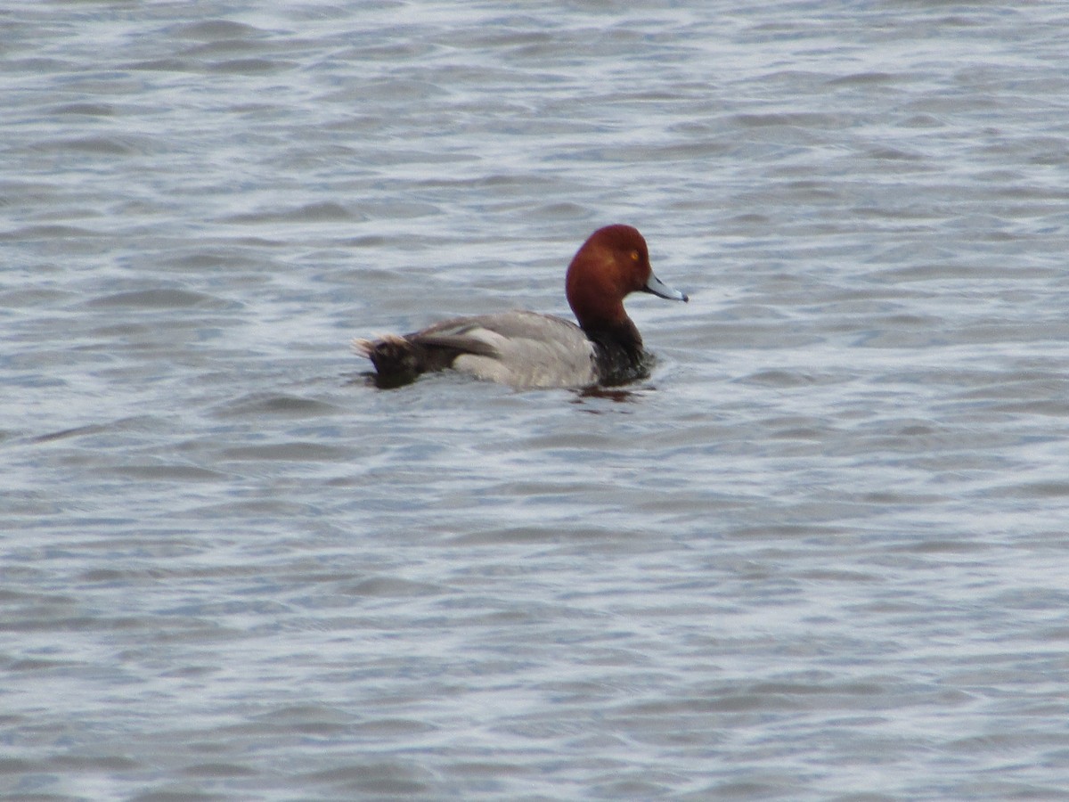 Redhead - ML620069975