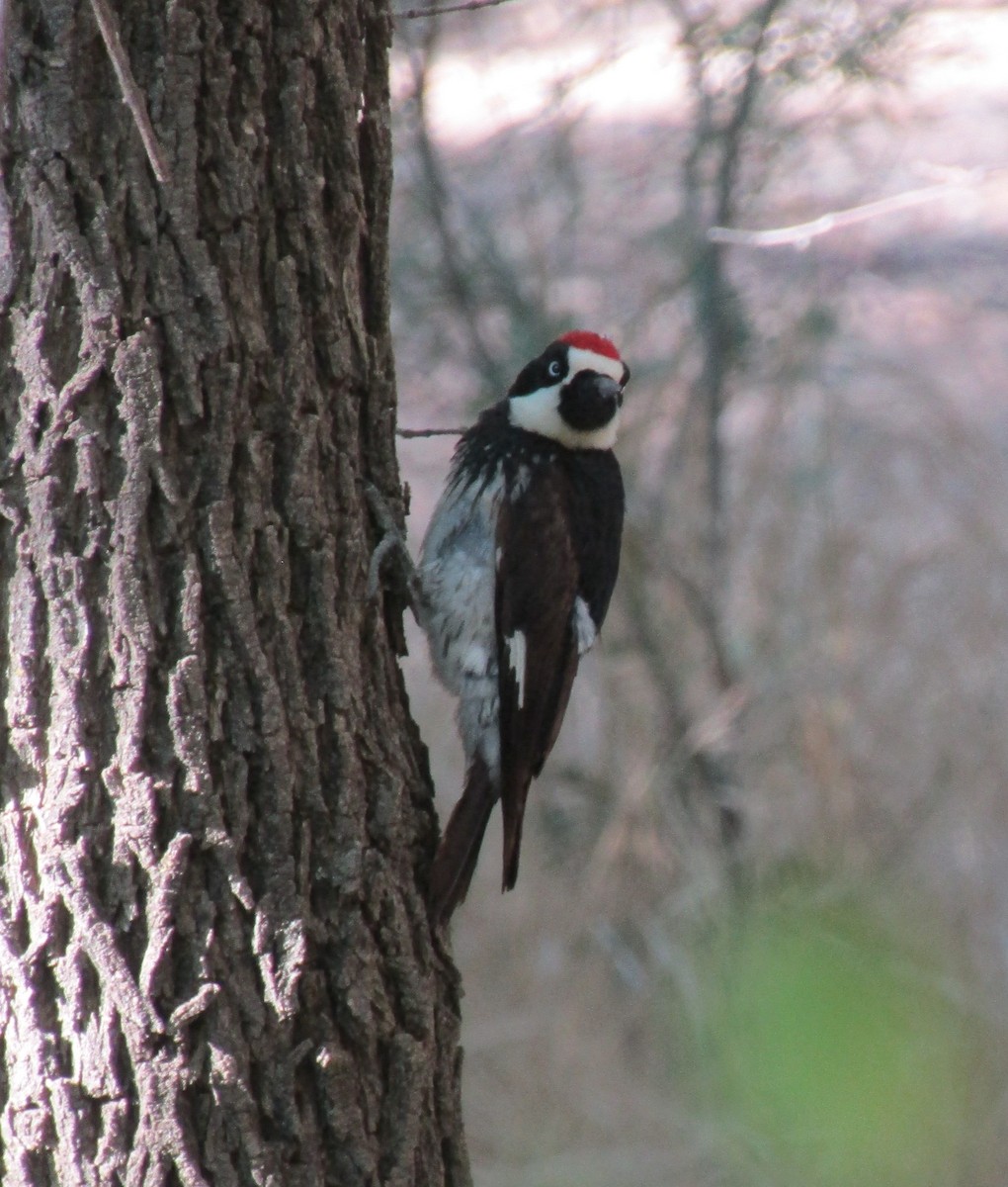 Acorn Woodpecker - ML620070004