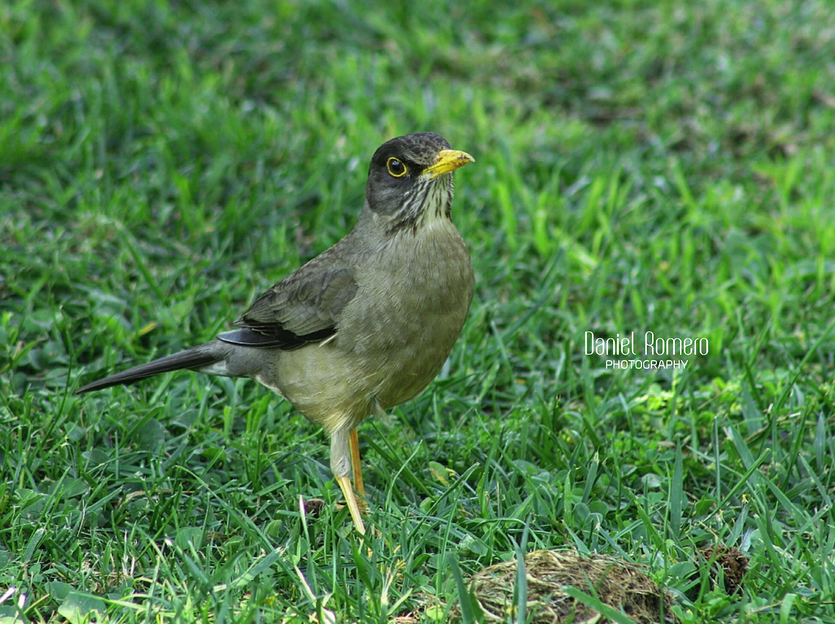 Austral Thrush - Daniel Romero Martínez