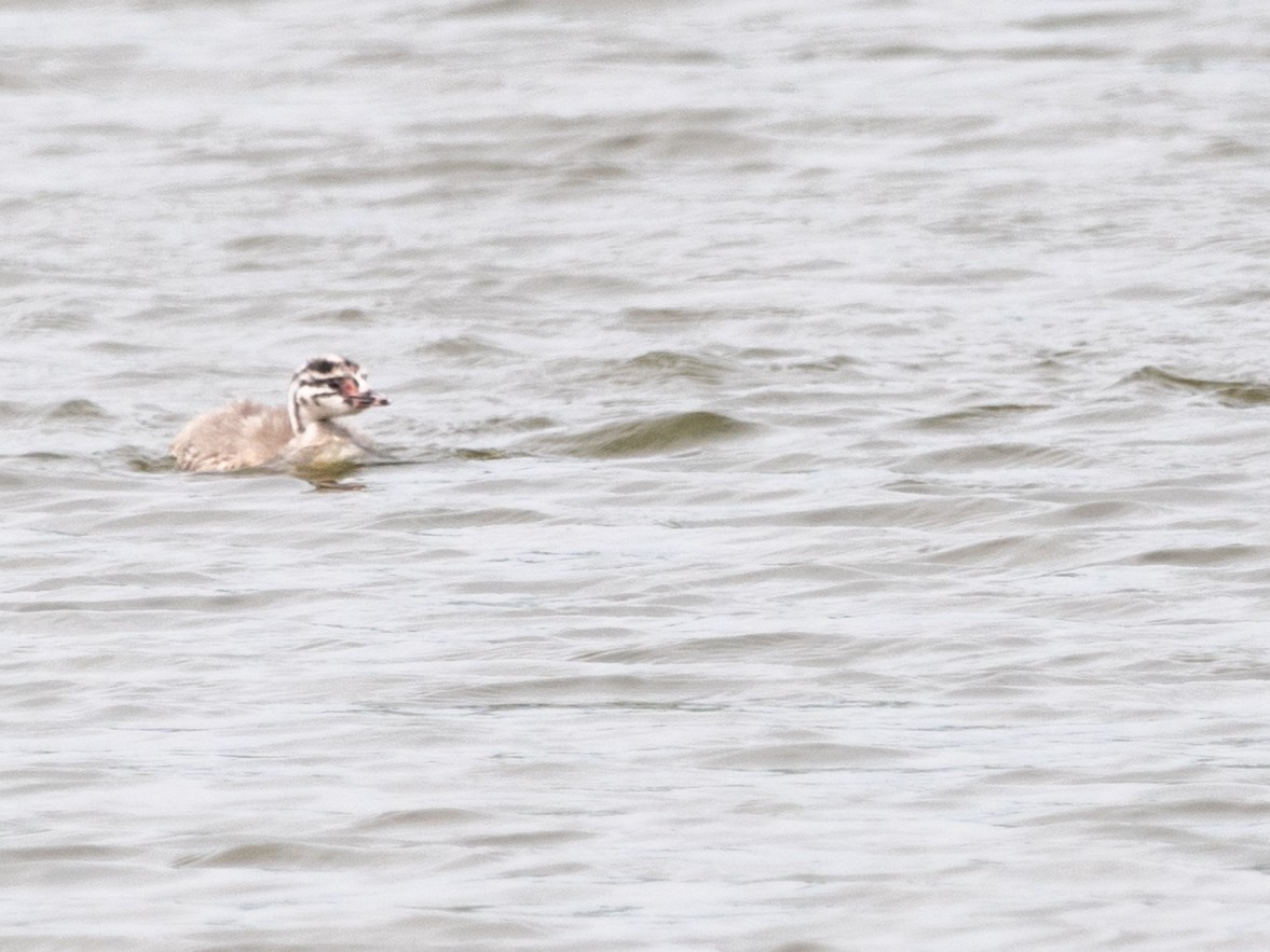 Great Crested Grebe - ML620070054