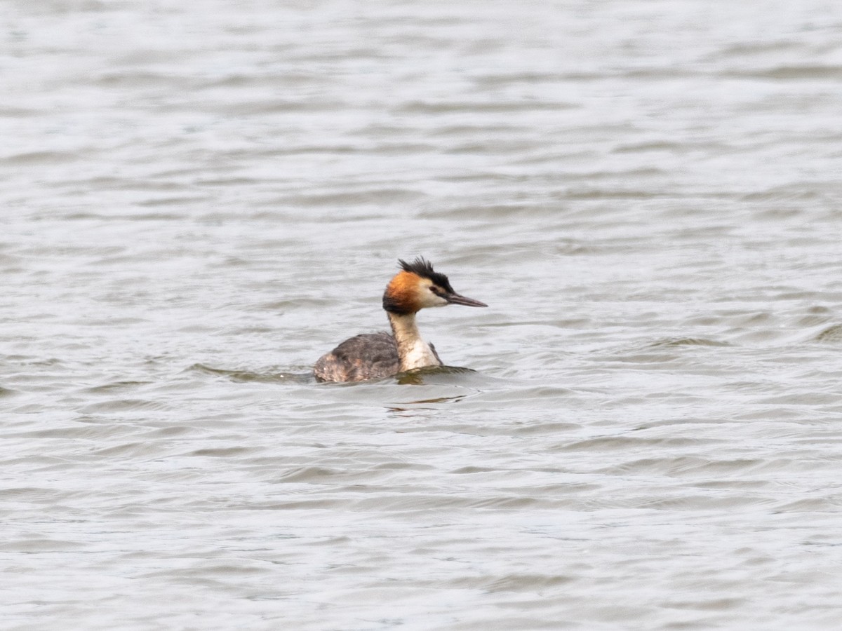 Great Crested Grebe - ML620070055