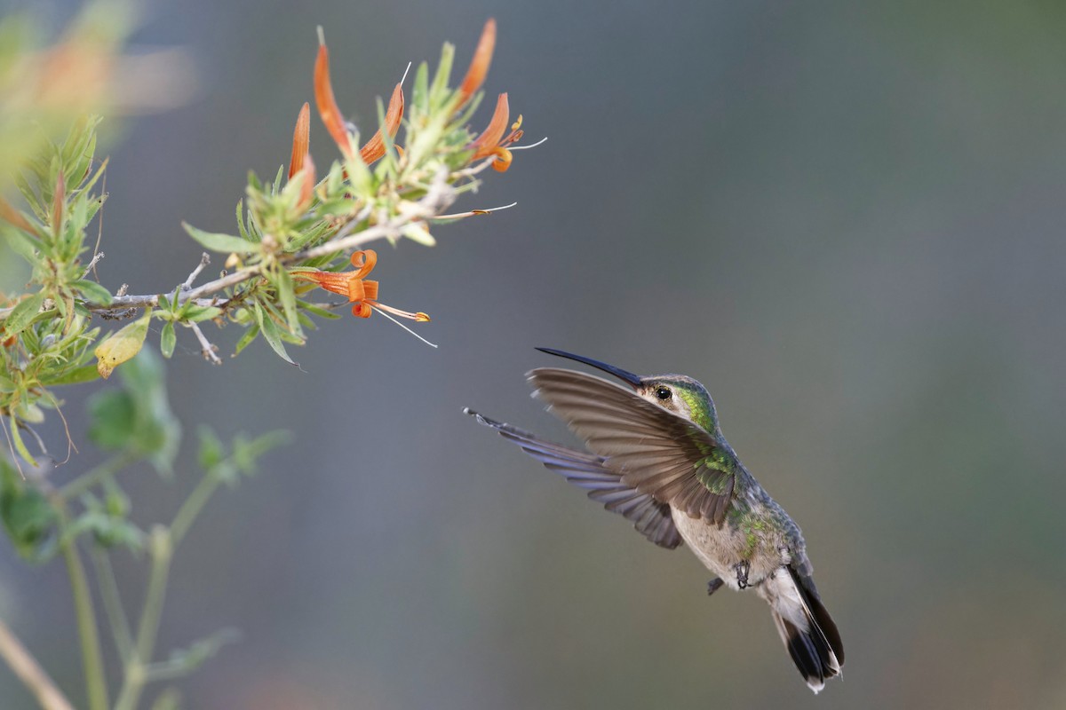 Broad-billed Hummingbird - ML620070131