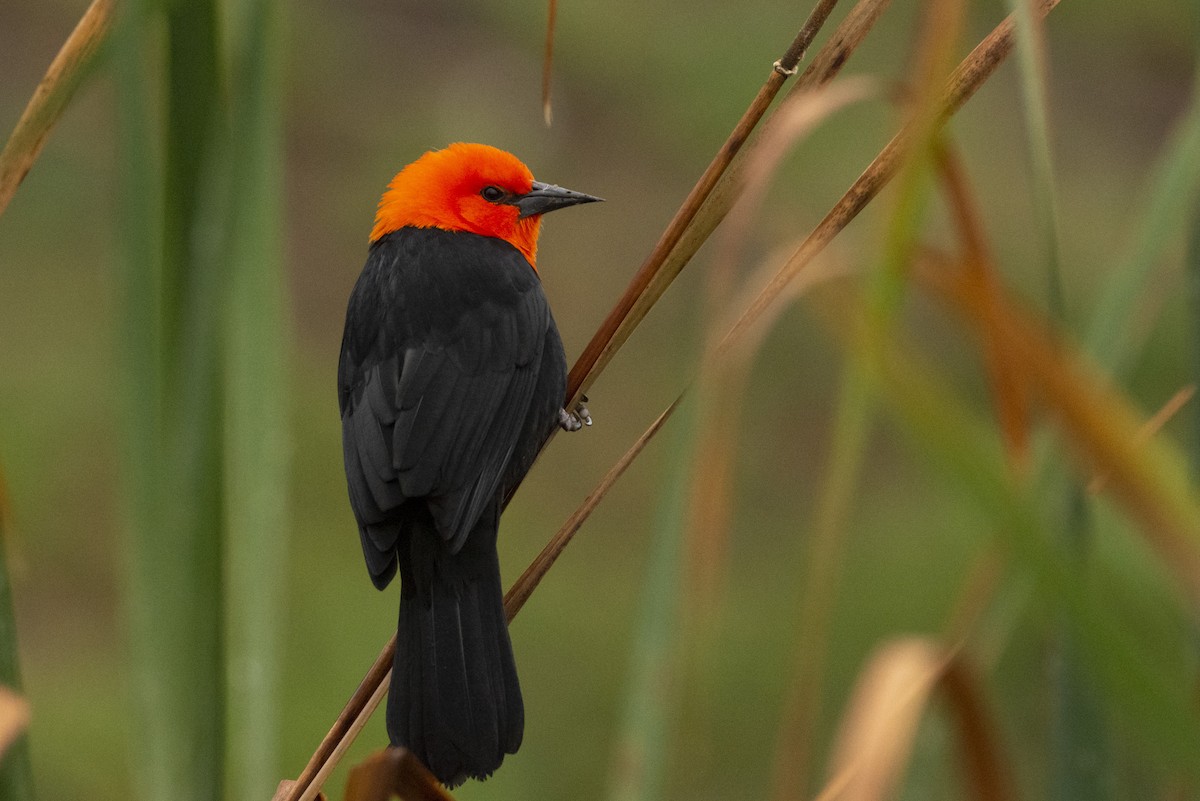 Scarlet-headed Blackbird - ML620070136