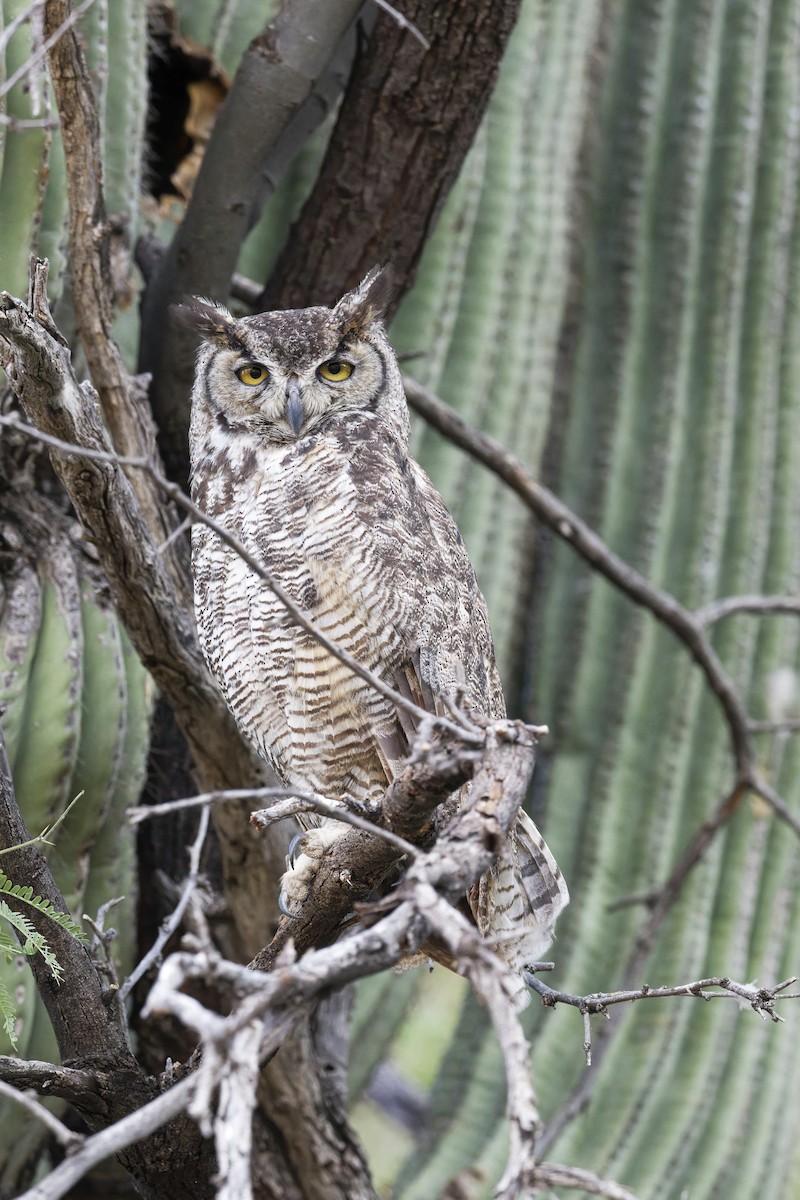 Great Horned Owl - ML620070138