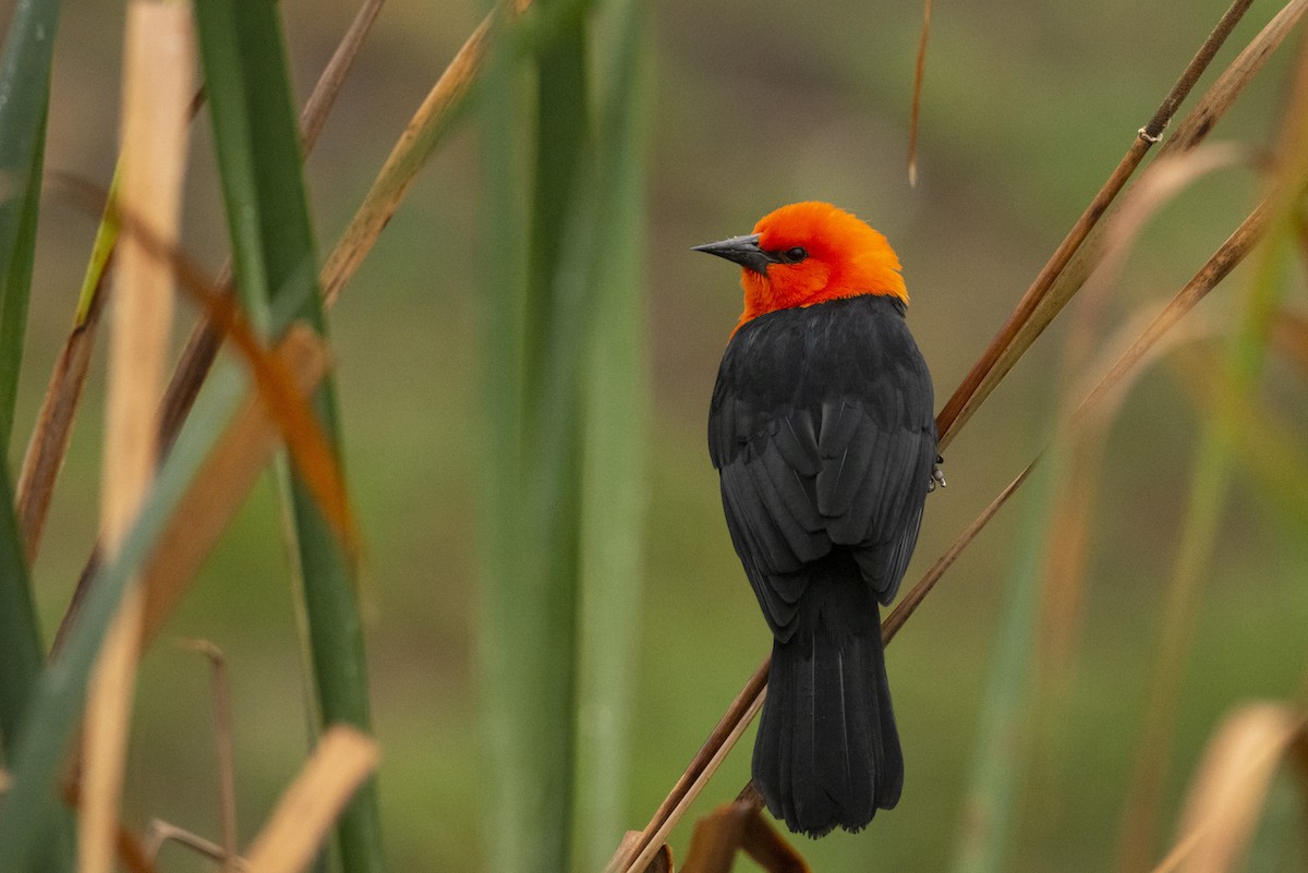 Scarlet-headed Blackbird - ML620070146