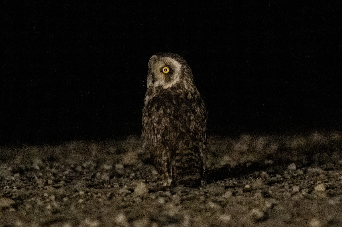 Short-eared Owl - ML620070151