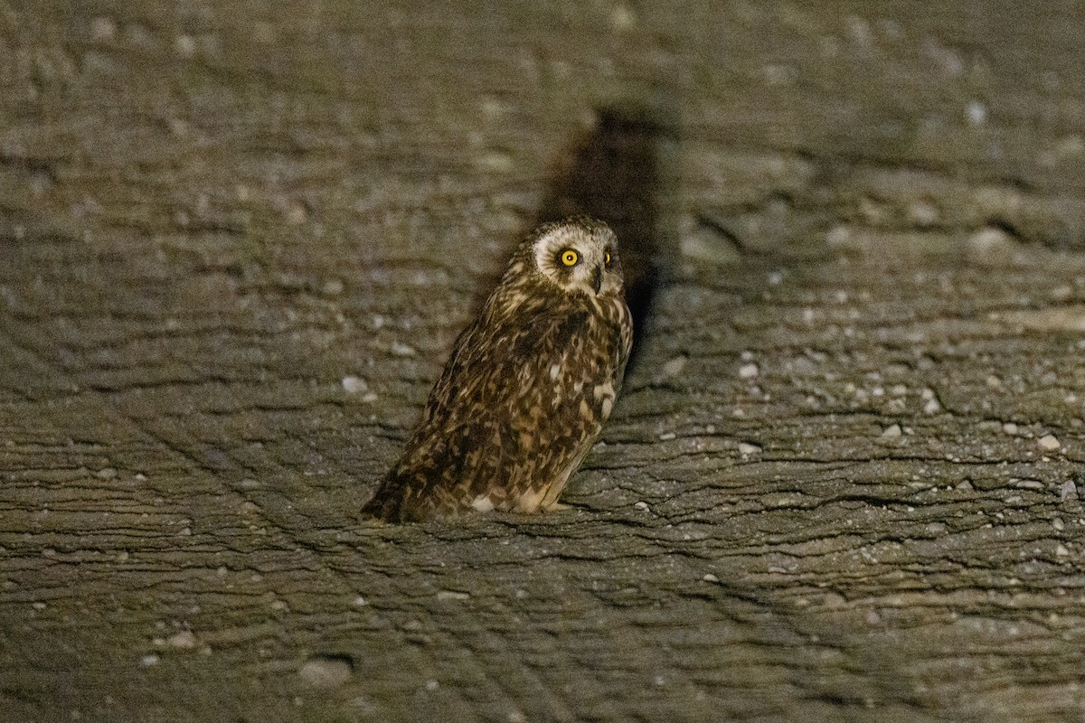 Short-eared Owl - ML620070152