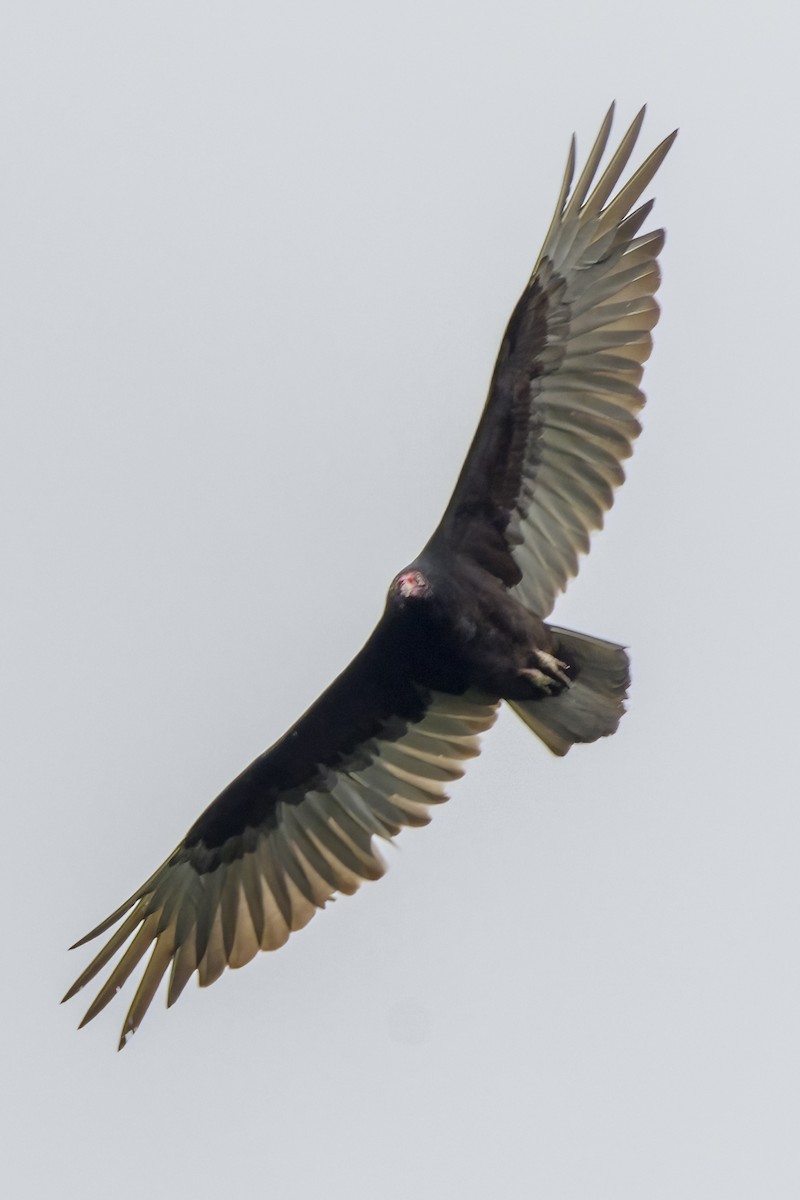 Turkey Vulture - ML620070155