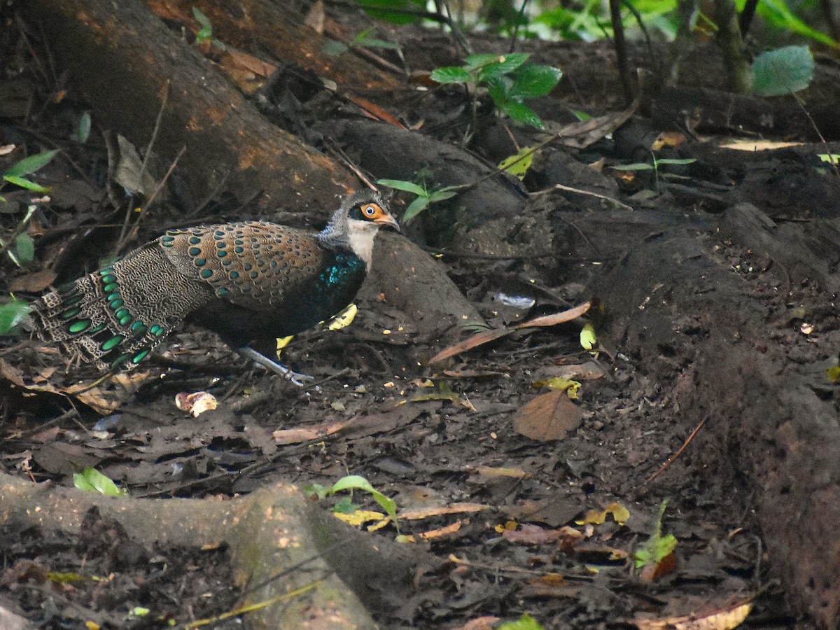 Bornean Peacock-Pheasant - Mehdi Sadak