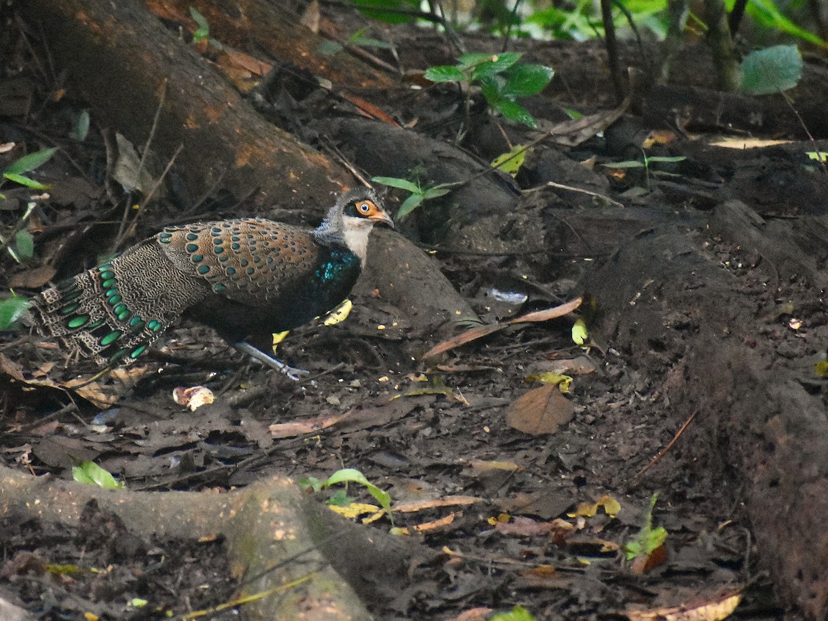 Borneo Tavus Sülünü - ML620070165