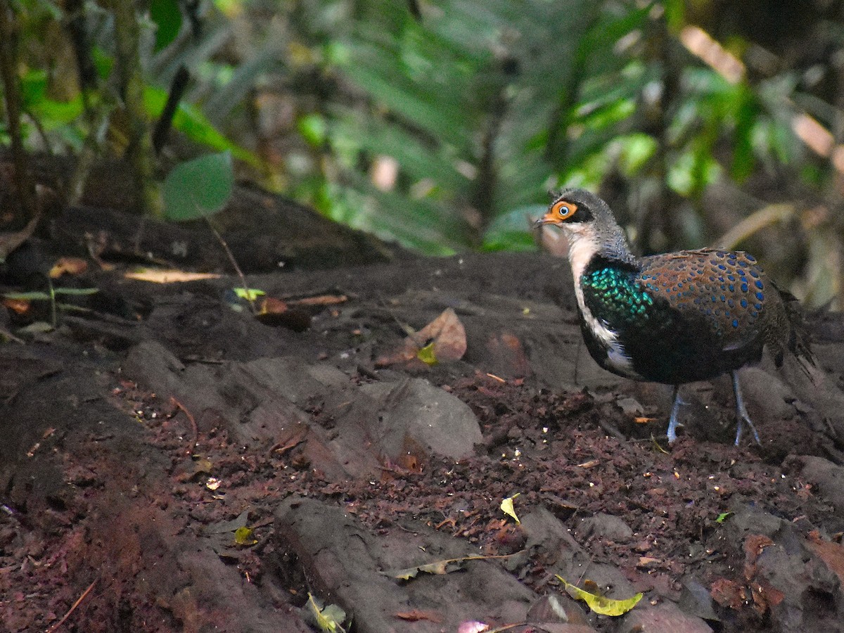 Bornean Peacock-Pheasant - ML620070166