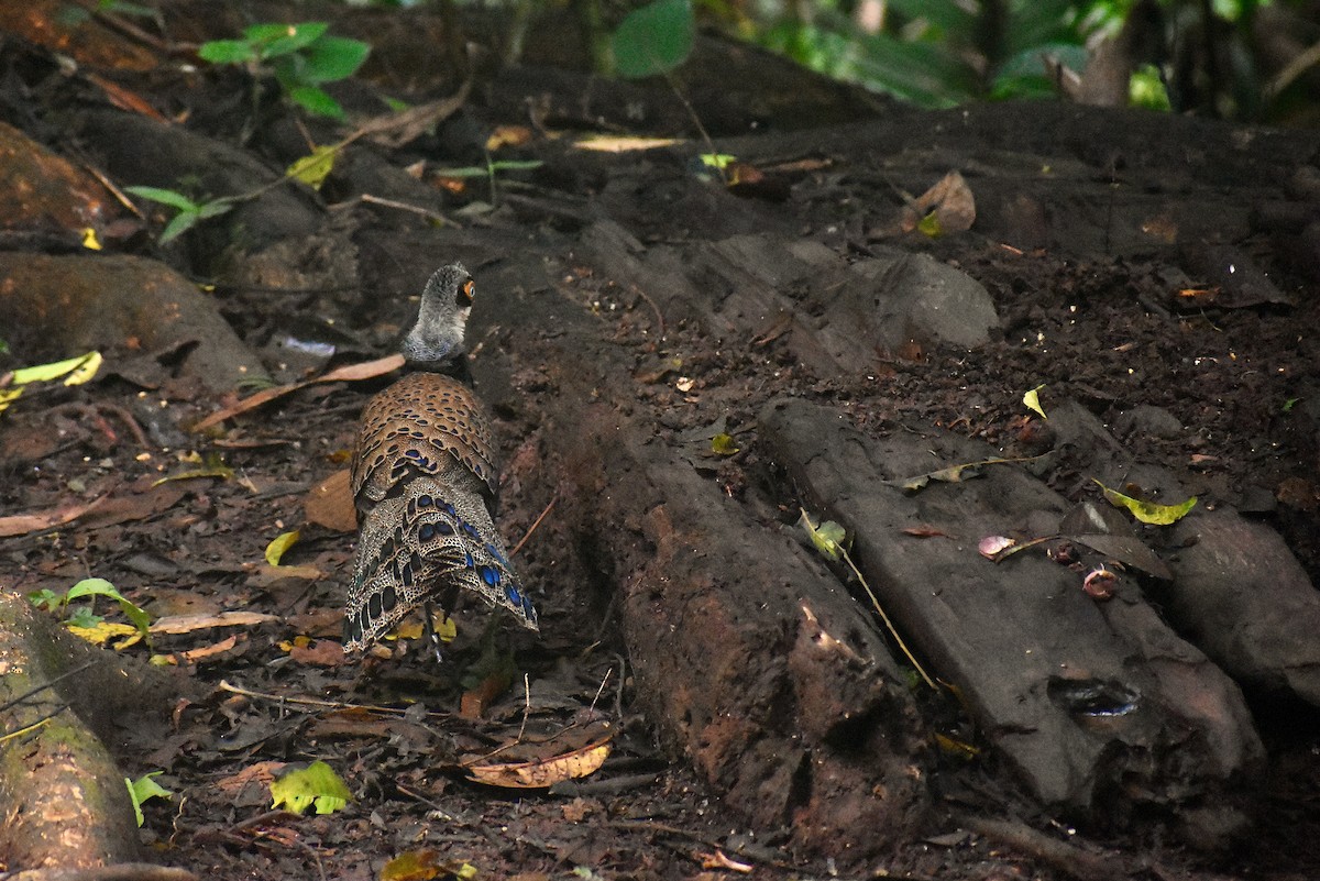 Bornean Peacock-Pheasant - Mehdi Sadak