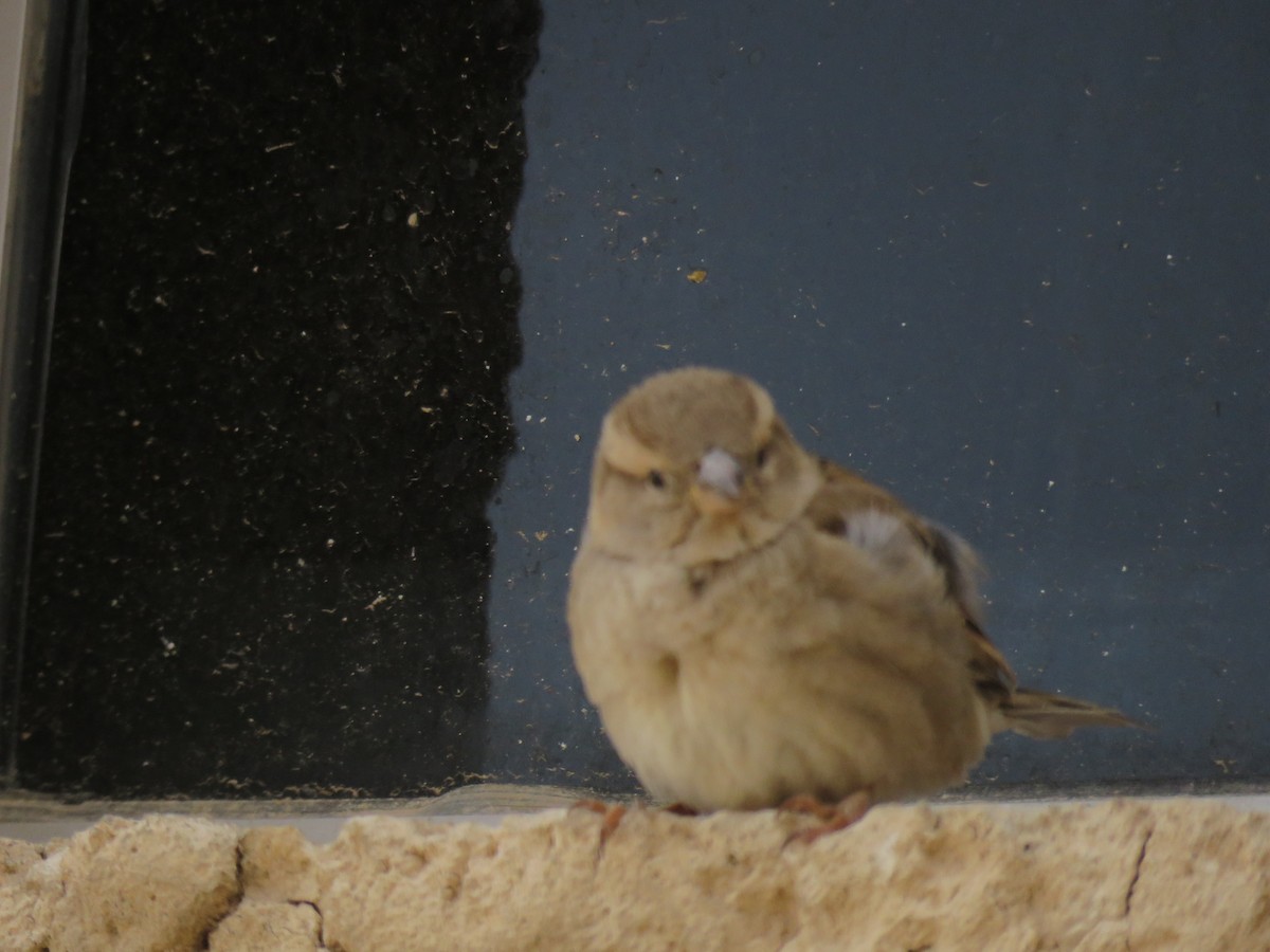 House Sparrow - ML620070171