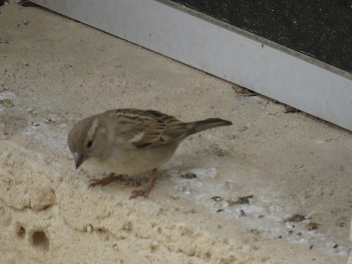 House Sparrow - ML620070172