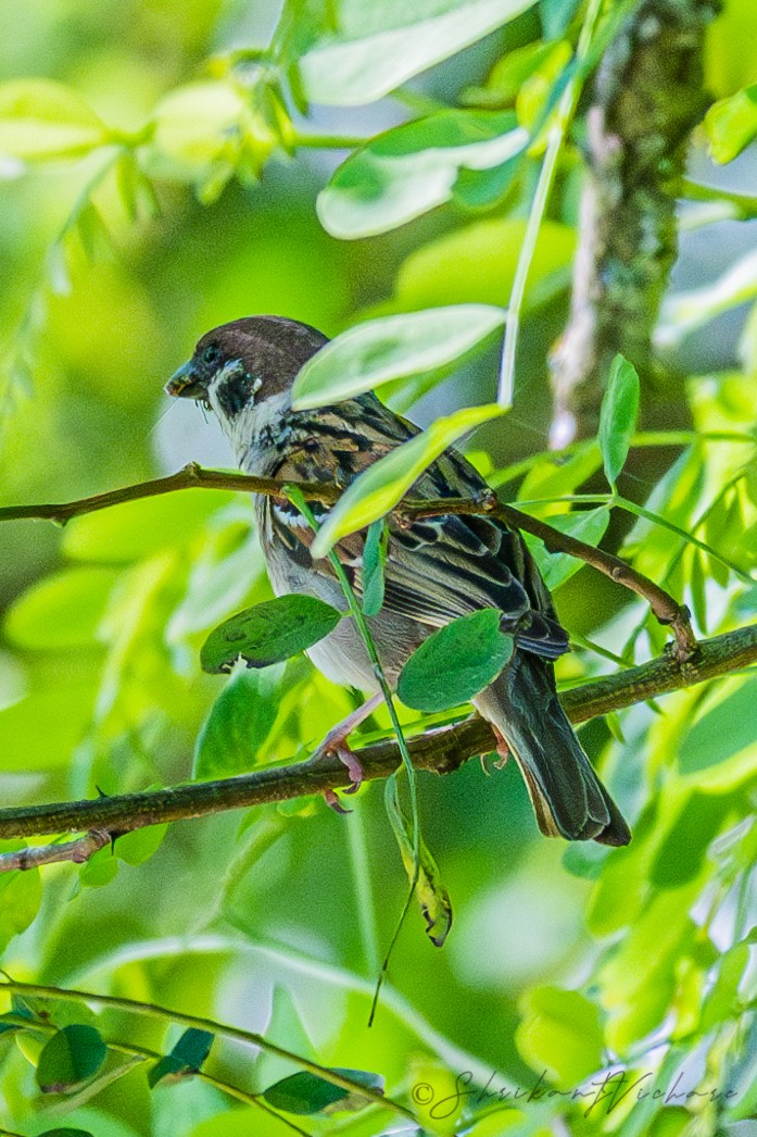 Eurasian Tree Sparrow - ML620070210