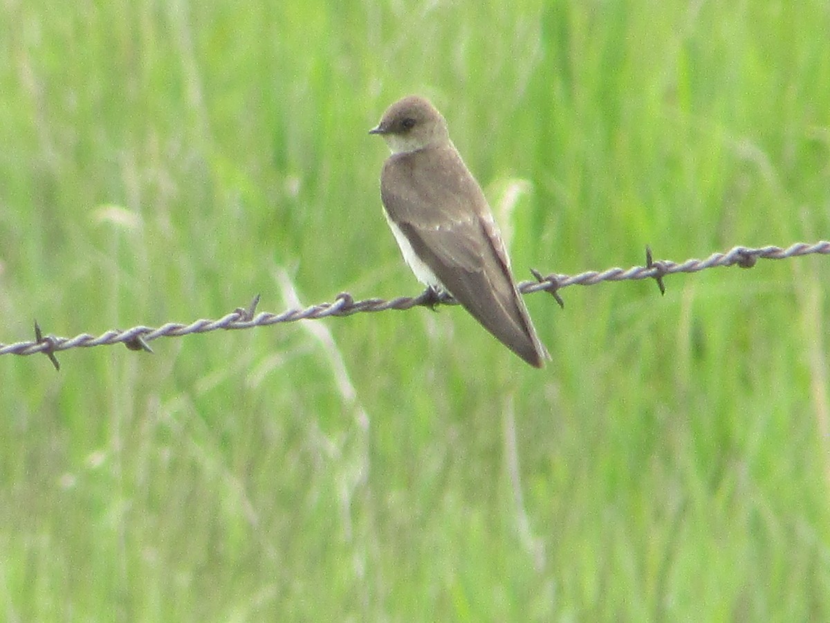 Northern Rough-winged Swallow - ML620070226