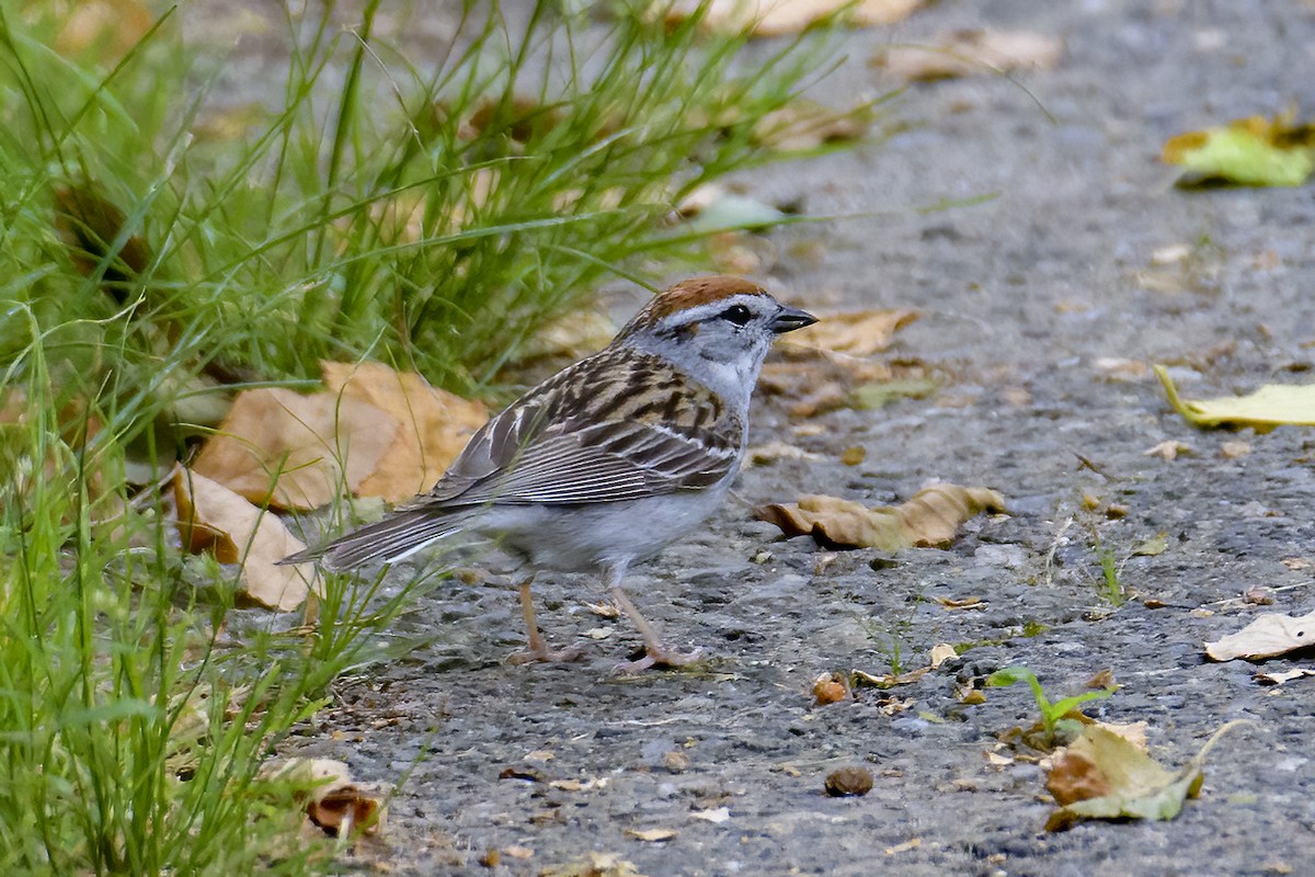 Chipping Sparrow - ML620070234