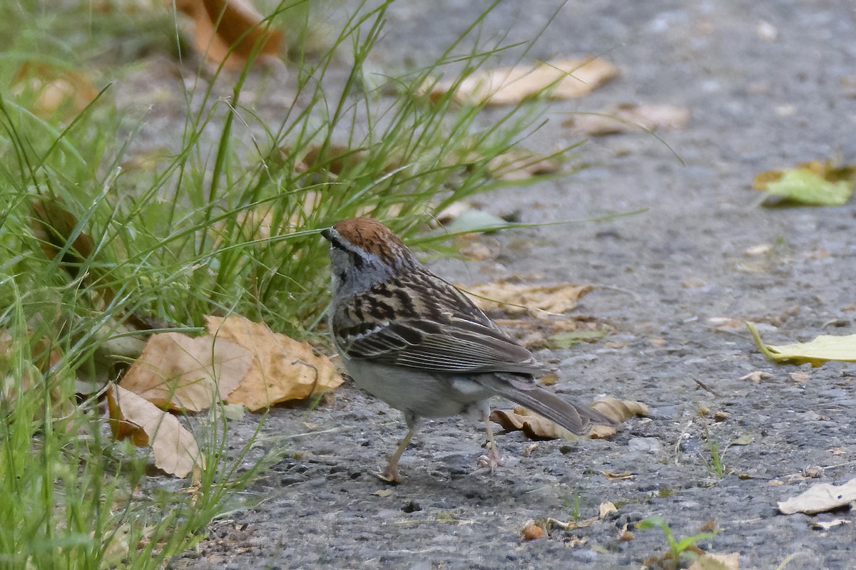 Chipping Sparrow - ML620070235