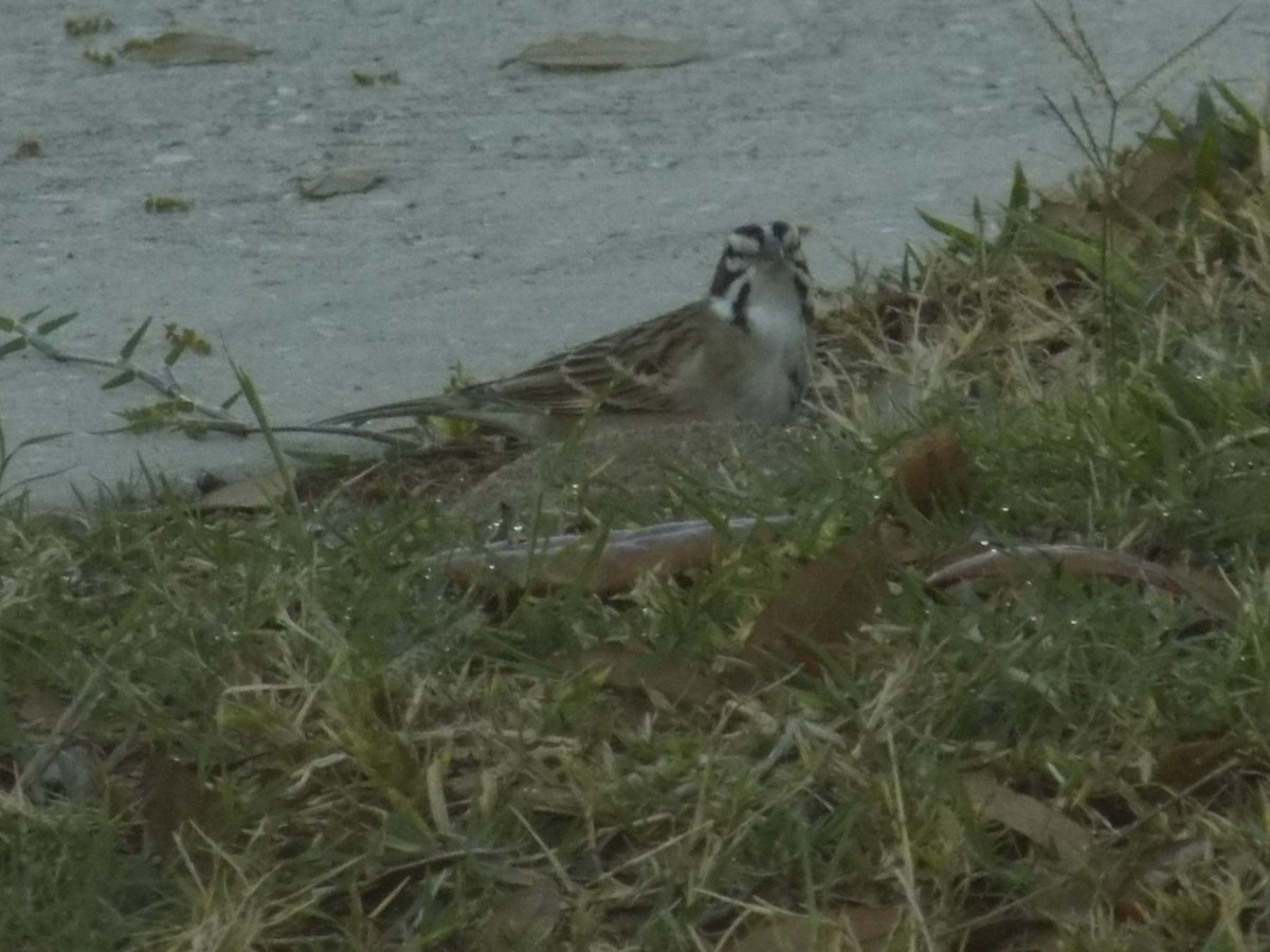 Lark Sparrow - ML620070237