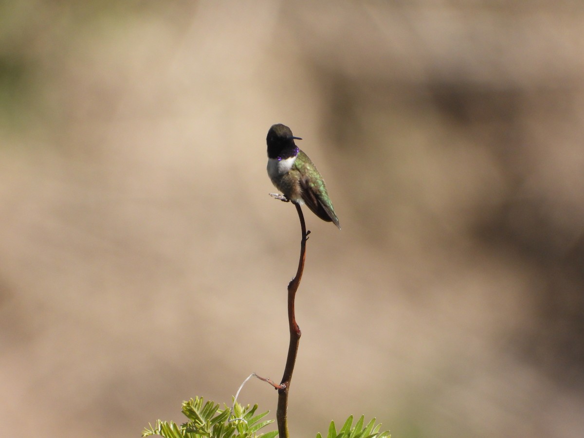 Black-chinned Hummingbird - ML620070251