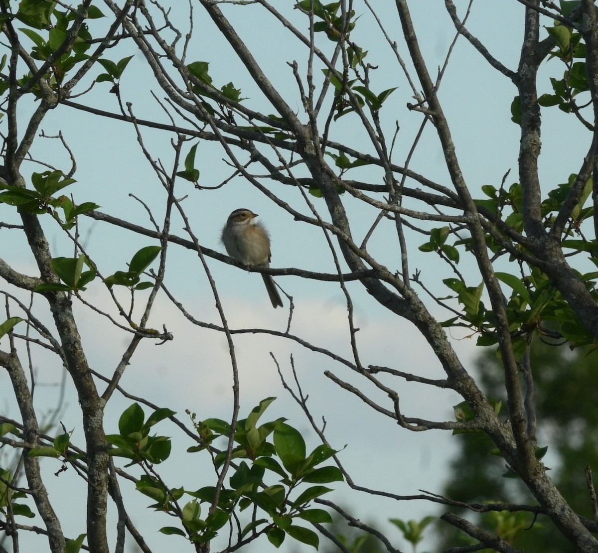 Clay-colored Sparrow - ML620070267